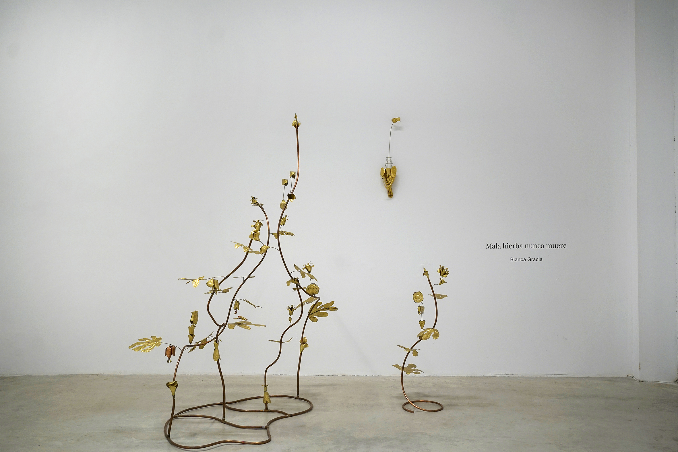 Mala hierba nunca muere